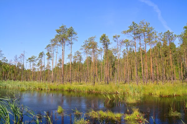Pequeno lago em madeira de pinheiro — Fotografia de Stock