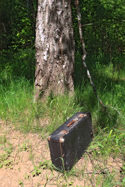 Starý kufr poblíž staré břízy — Stock fotografie