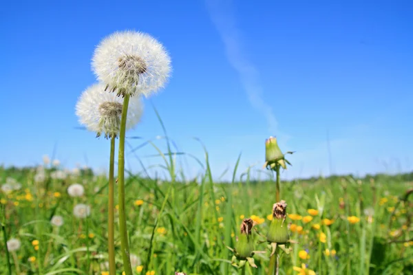 Белый одуванчик на зеленом поле — стоковое фото
