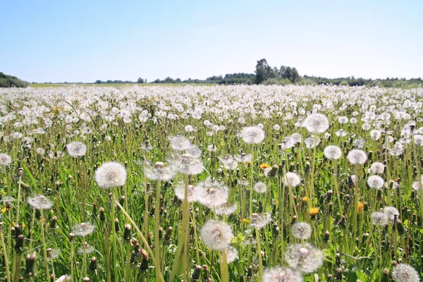 Белые одуванчики на летнем поле — стоковое фото