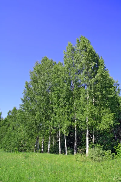 Березовое дерево — стоковое фото