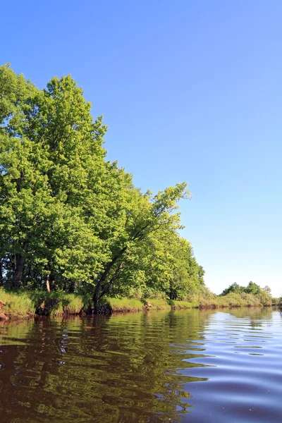 Drewno dębowe na brzegu rzeki — Zdjęcie stockowe