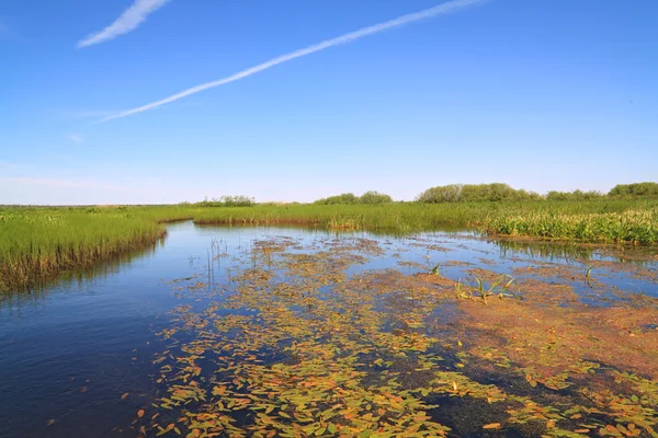 Schachtelhalm und Wasserlinse im Sumpf — Stockfoto