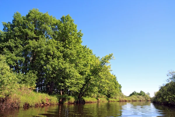 Dubové dřevo na pobřeží řeky — Stock fotografie