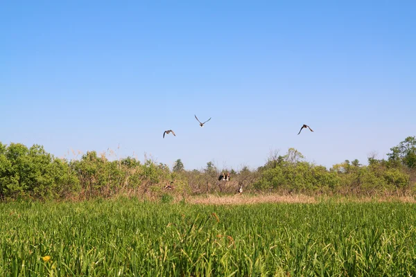 Дикие утки на зеленом болоте — стоковое фото