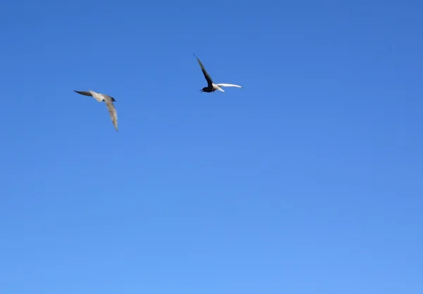 Black sea gulls in blue sky — Stock Photo, Image