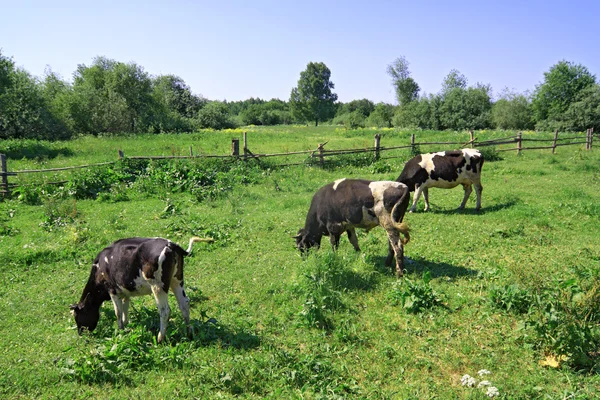 Cows on green meadow near old fence — 图库照片