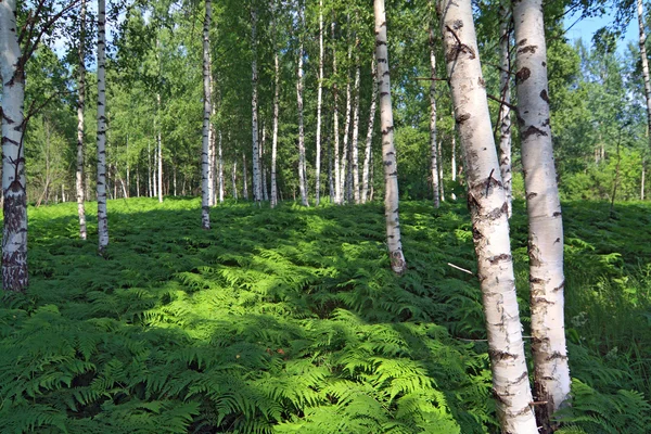 Samambaia verde em madeira de bétula — Fotografia de Stock