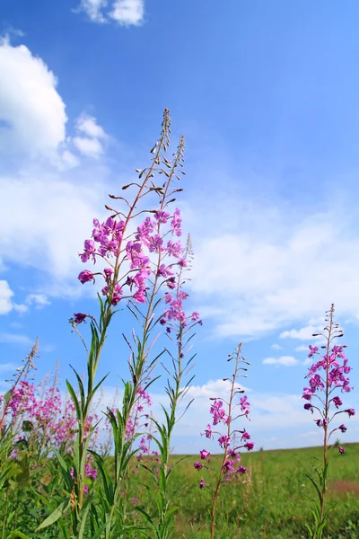 Літні квіти на небесному фоні — стокове фото