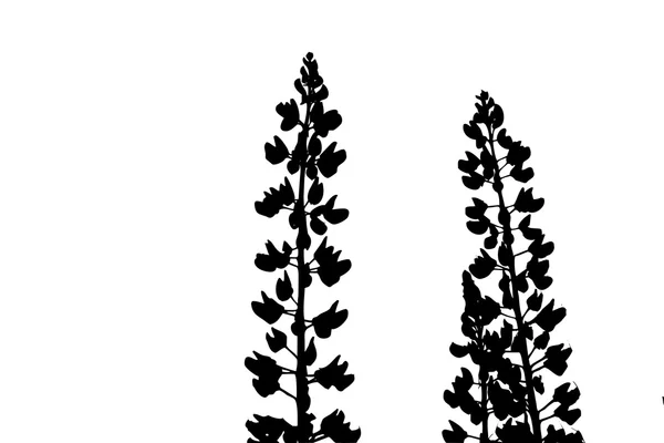 Beyaz zemin üzerine siluet lupines — Stok fotoğraf