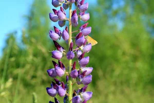 Lilac lupines on green background — Stock Photo, Image