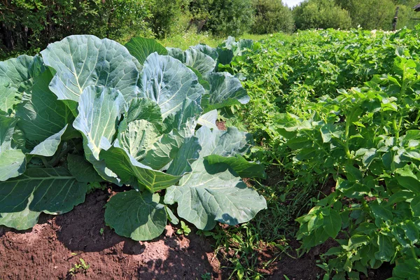 stock image Head of cabbage in vegetable garden