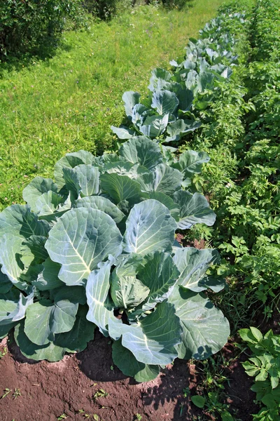 stock image Head of cabbage in vegetable garden