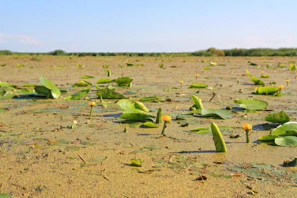 Blattwespe inmitten von Sumpfwasserlinsen — Stockfoto