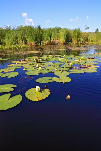 Water lilies on small lake — Stock Photo, Image