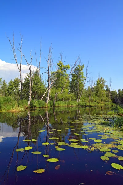 Водяні лілії на невеликому озері — стокове фото