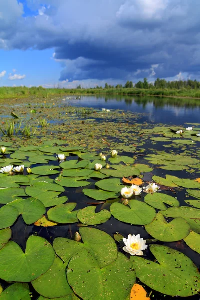 Water lilies on small lake — Stock Photo, Image