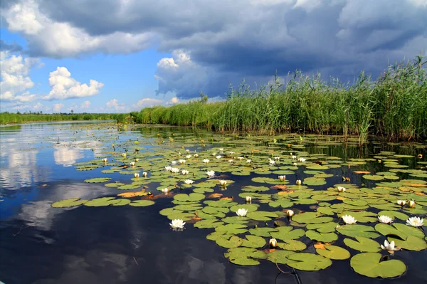Lilie wodne na małym jeziorze — Zdjęcie stockowe