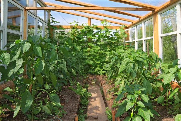 Φυτρώνουν πιπέρι σε θερμοκήπιο γυαλιού — Φωτογραφία Αρχείου