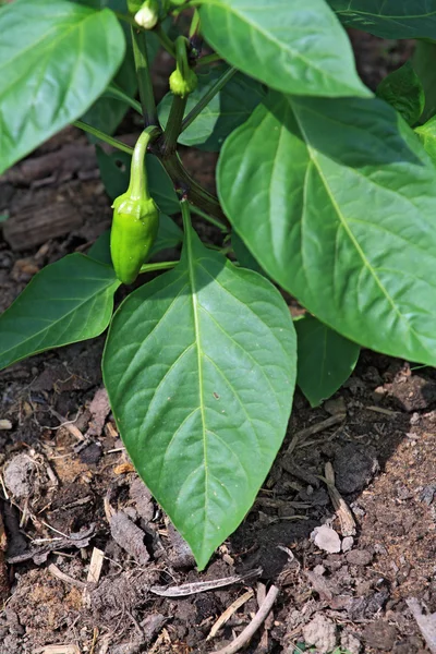 Malé zelené papriky ve skleníku — Stock fotografie