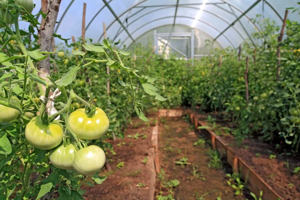 Groene tomaten in kunststof aan hothouse — Stockfoto