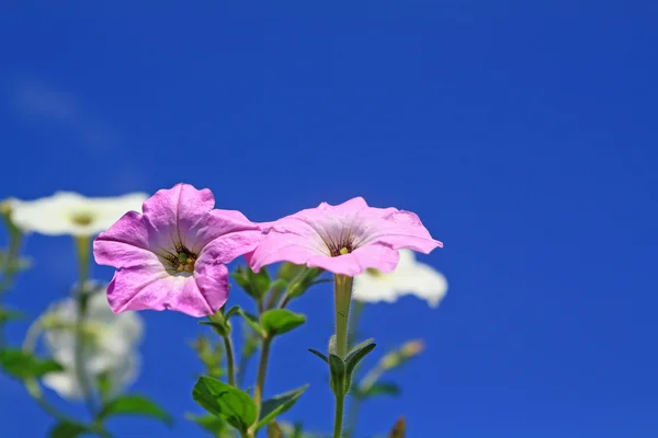 Flowerses καλοκαίρι σε μπλε φόντο — Φωτογραφία Αρχείου