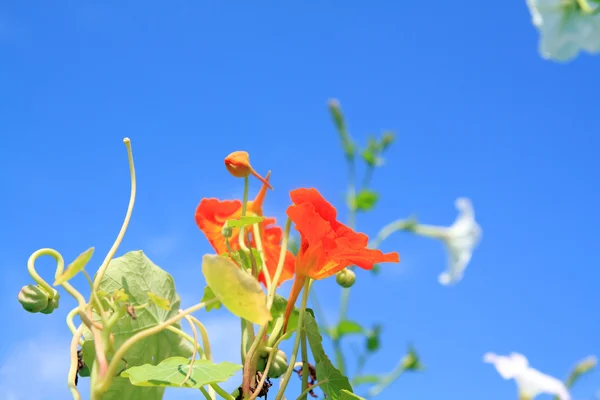 青色の背景に夏 flowerses — ストック写真