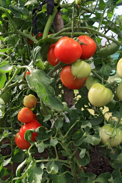 温室で赤と緑のトマト — ストック写真