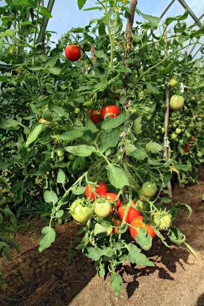 Κόκκινες και πράσινες ντομάτες σε θερμοκήπιο — Φωτογραφία Αρχείου