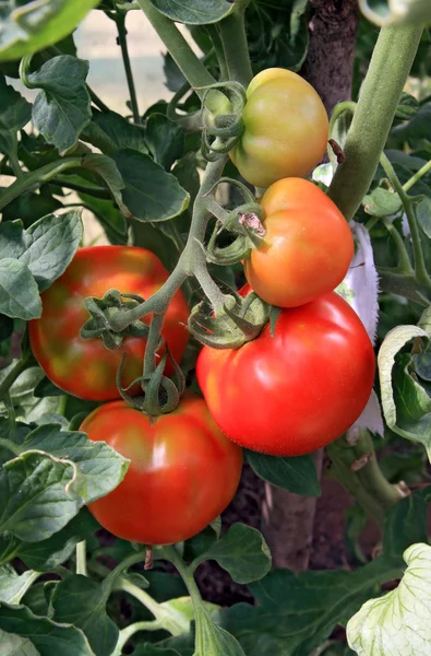 Červená rajčata v plastu, skleník — Stock fotografie