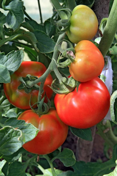 Tomates vermelhos e verdes na estufa — Fotografia de Stock