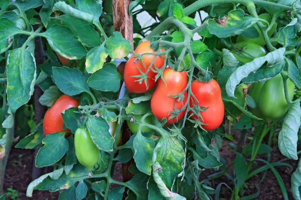 Červená rajčata v plastu, skleník — Stock fotografie