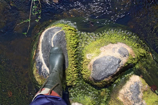 Benet på sten i flod flöde — Stockfoto