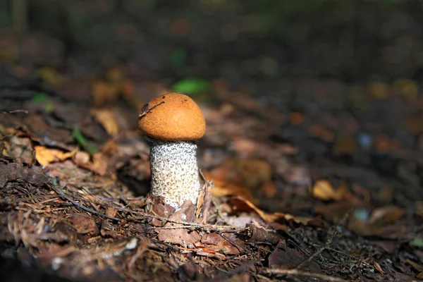 Edible mushroom in dark wood — Stock Photo, Image