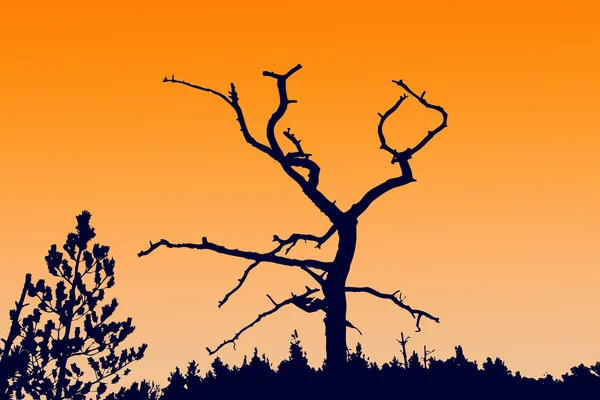 Silhouette trockener Baum — Stockfoto