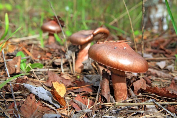 Brown mushroom amongst rotten sheet — Stock Photo, Image