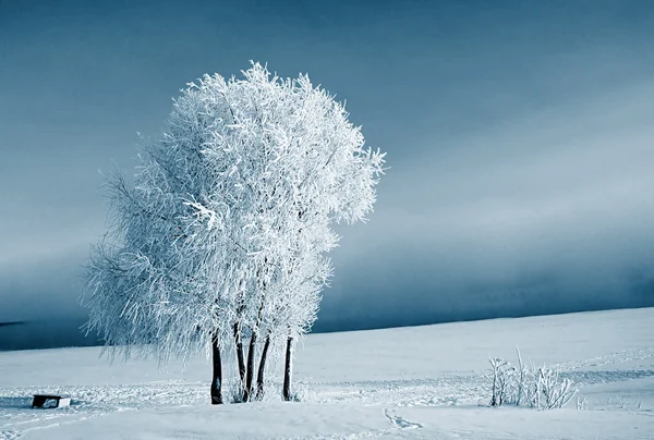 Árvore na neve — Fotografia de Stock