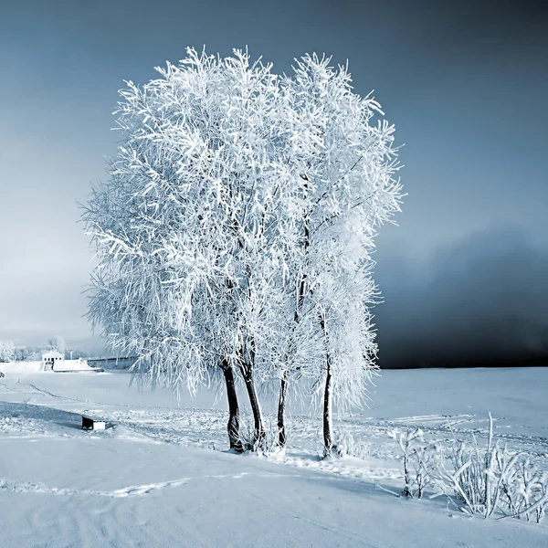 Árbol en la nieve — Foto de Stock