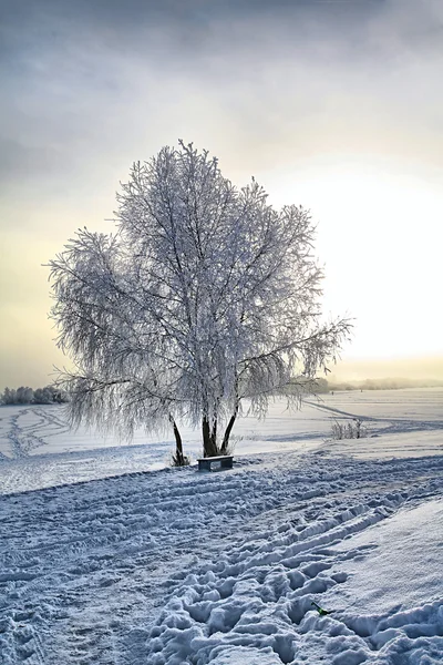 Drzewo w śniegu — Zdjęcie stockowe