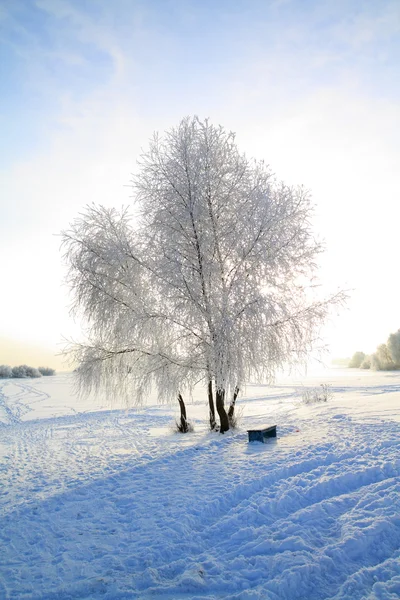 Tree in snow — Stock Photo, Image