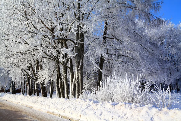 雪の木 — ストック写真