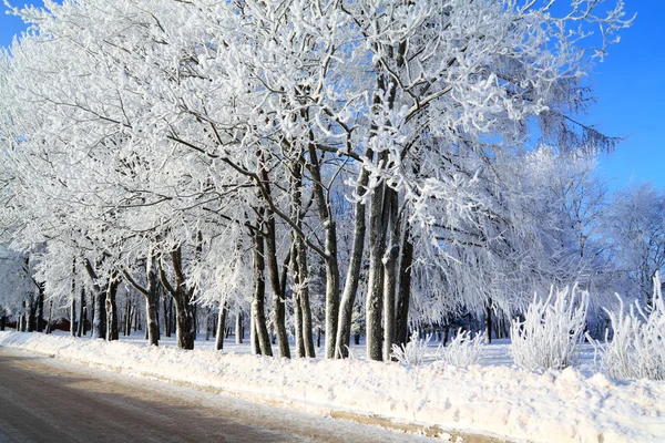 Tree in snow — Stock Photo, Image