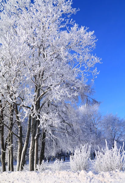 Albero nella neve — Foto Stock