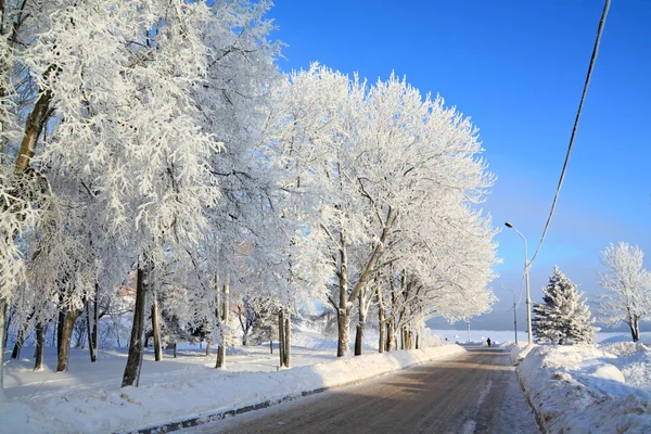 Дерево в снегу — стоковое фото