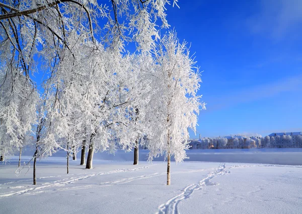 Strom ve sněhu — Stock fotografie
