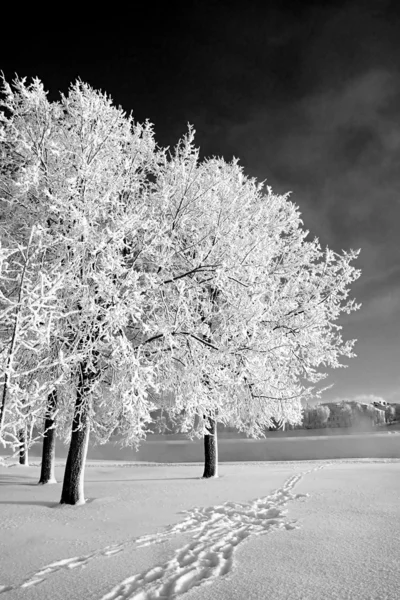 Árvore na neve — Fotografia de Stock