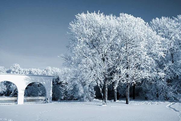 Drzewo w śniegu — Zdjęcie stockowe