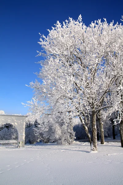 Träd i snö — Stockfoto
