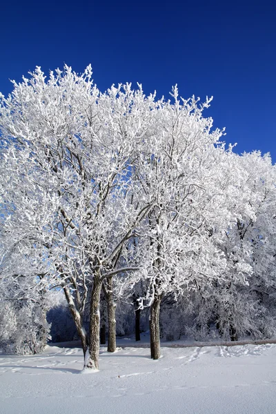 Baum im Schnee — Stockfoto