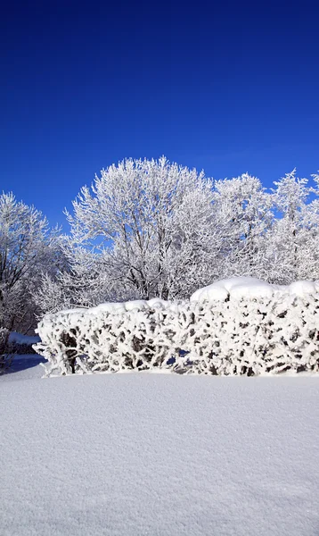 Дерево в снегу — стоковое фото